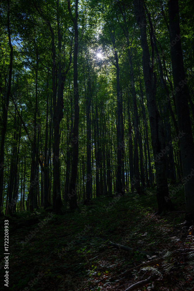 Obraz premium Sun streaming through tall forest trunks in shadowed mountain woodland