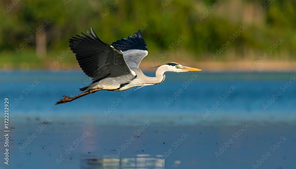 Obraz premium Grey heron in flight over water