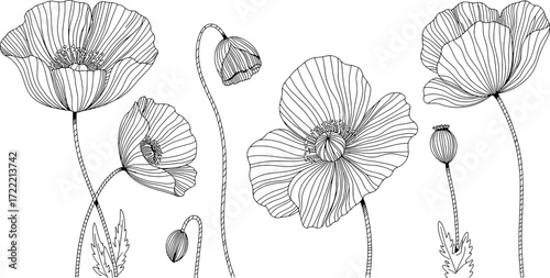 Delicate poppy flowers and seed pods line art botanical illustration