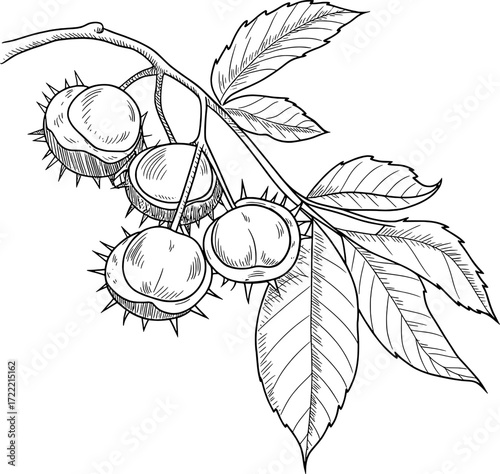 Detailed black and white line drawing of horse chestnuts and leaves conker fruit