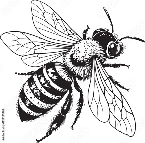 Honeybee or Bee Pollinator Insect Hand-drawn Vector Illustration, Sketch Drawing Doodle Line Linear Symbol Icon Engraving Coloring Book, Black and White Isolated