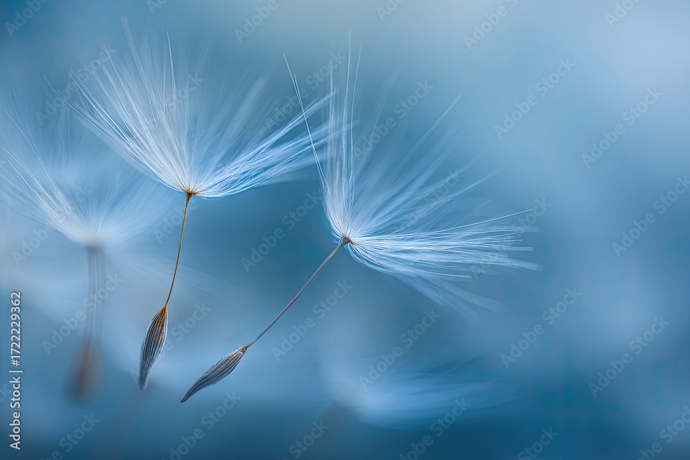 Fototapeta premium Delicate dandelion seeds float gently against a soft teal background.