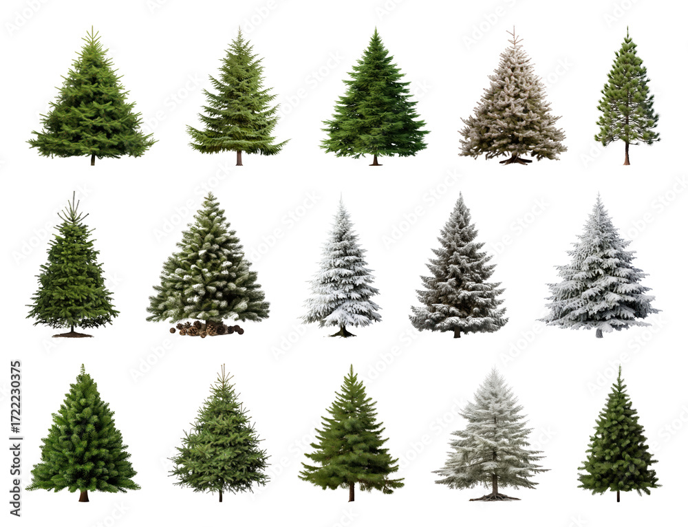 Fototapeta premium PNG Diverse evergreen trees collection, element set on transparent background