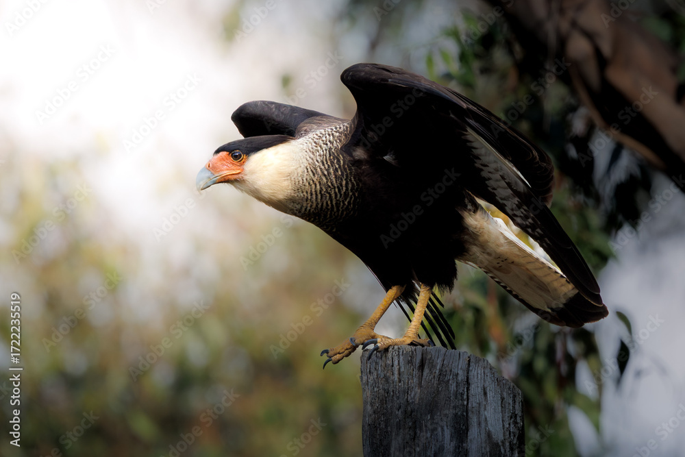 Obraz premium A Southern Caracara (Caracara plancus) perched on a wooden post, wings partially open as if preparing for flight, showcasing its sharp talons, orange facial skin, and striking plumage pattern.
