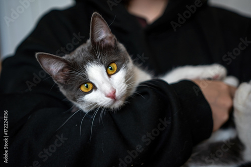 Cat Kitten Pet - A gray and white kitten with bright yellow eyes is being held in the arms of a person wearing a black hooded sweatshirt.