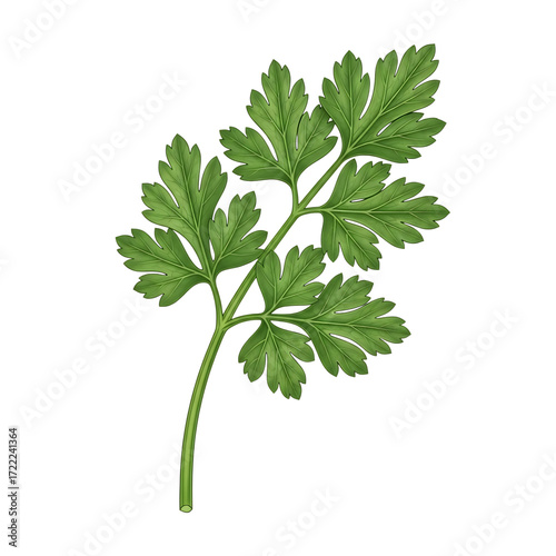 Fresh chervil sprig isolated on transparent background, showcasing its delicate, feathery leaves and vibrant green color, perfect for culinary use