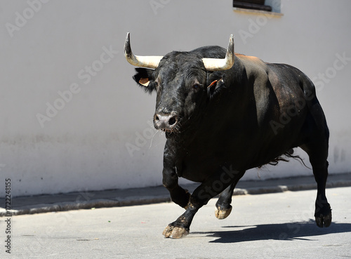 spanish black bull with big horns in spain