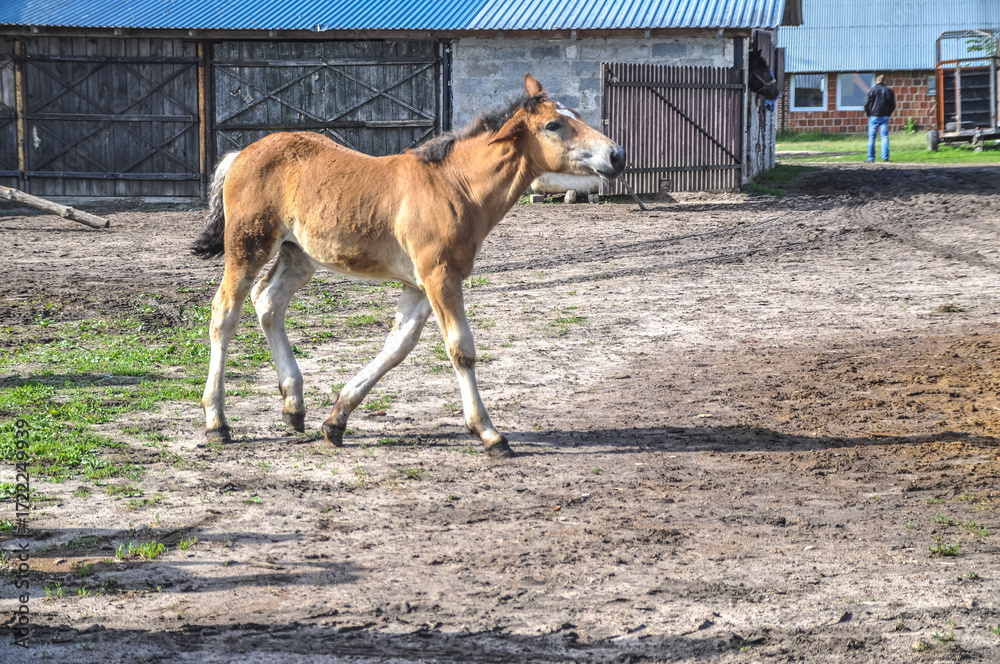 Obraz premium A small brown foal walks alone in the paddock