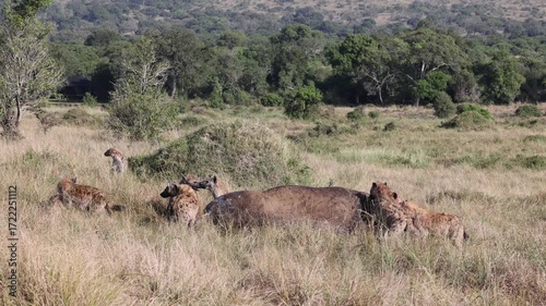 Dramatic 4K UHD Slow Motion video: Hyenas' Ferocious Feast in Kenya's Masai Mara, Stunning Midday Savannah Scenery, Intense Wildlife. Group of Hyena eating a dead hippopotamus in grasslands of africa