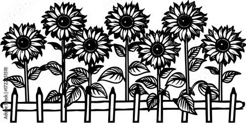 Sunflowers growing by a wooden fence in a garden  