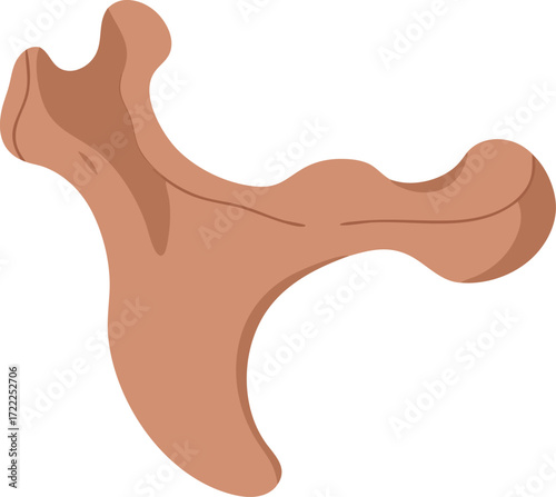 A detailed anatomical illustration of the human scapula bone, highlighting its unique structure and surface features