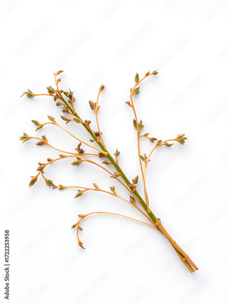 Fototapeta premium Dried Patchouli Herb. Isolated on White Background.