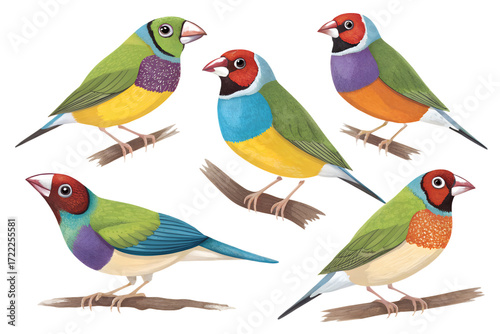 Various Gouldian Finches PNG – Colorful Cartoon and Realistic Bird Illustrations on Transparent Background