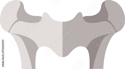 A medical illustration of the human clavicle bone, highlighting its anatomical shape and structural features from a superior view