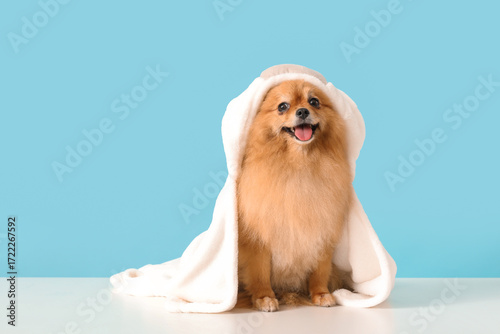 Cute Pomeranian dog with to...