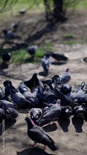 Flock of pigeons gathered on a sunlit dirt path in a park, pecking at scattered food as others wander in the background, showcasing urban wildlife behavior with soft bokeh.