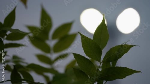 Leafy plant in shallow focus against two glowing lights at dusk, delicate green foliage framed by soft bokeh and muted evening sky, evoking tranquil ambience and subtle texture