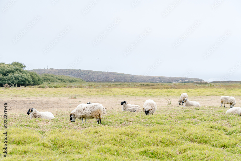 Fototapeta premium Sheep in grassy countryside 