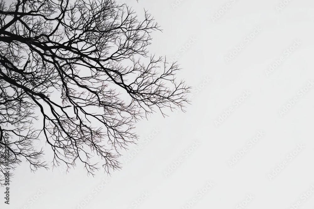 Fototapeta premium Bare tree branches against a light gray sky