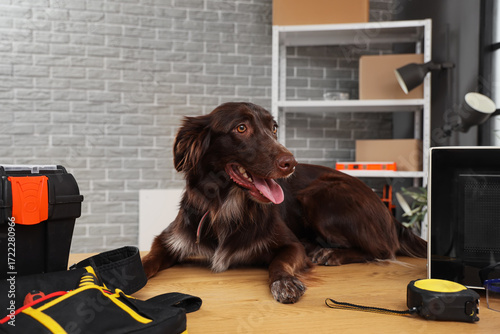 Cute dog with repair tools ...