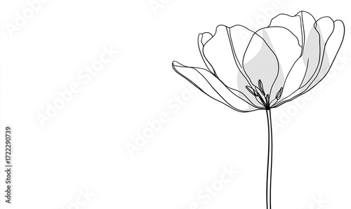 Single line drawing of a flower.  A delicate, stylized poppy or tulip in shades of black and light grey.  Elegant line art on a white background