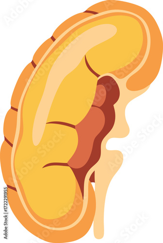 A detailed anatomical illustration showing the adrenal gland in cross-section, with highlights of cortex, medulla, and hormone-producing regions