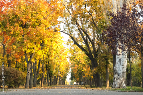 Beautiful autumn park with ...