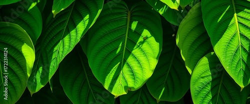 Lush, vibrant green tropical leaves with intricate vein patterns, sunlight dappled,  vibrant,  illustration