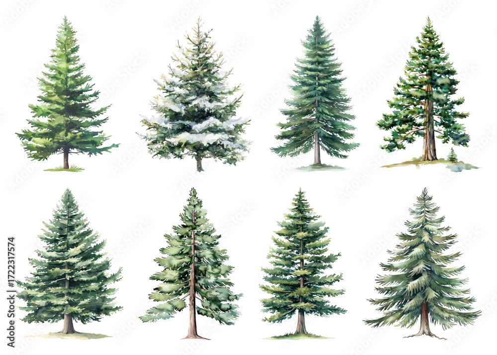 Obraz premium Diverse watercolor evergreen trees