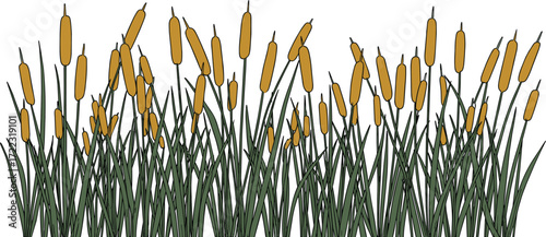 A detailed illustration of a dense thicket of cattail reeds with long green leaves and brown flower spikes isolated on a white background