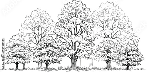 Detailed monochrome line art illustration showcasing a cluster of diverse deciduous trees with intricate foliage and sturdy trunks, symbolizing natural growth and environmental beauty