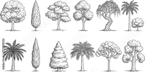 Collection of Sketches of Various Tree Types