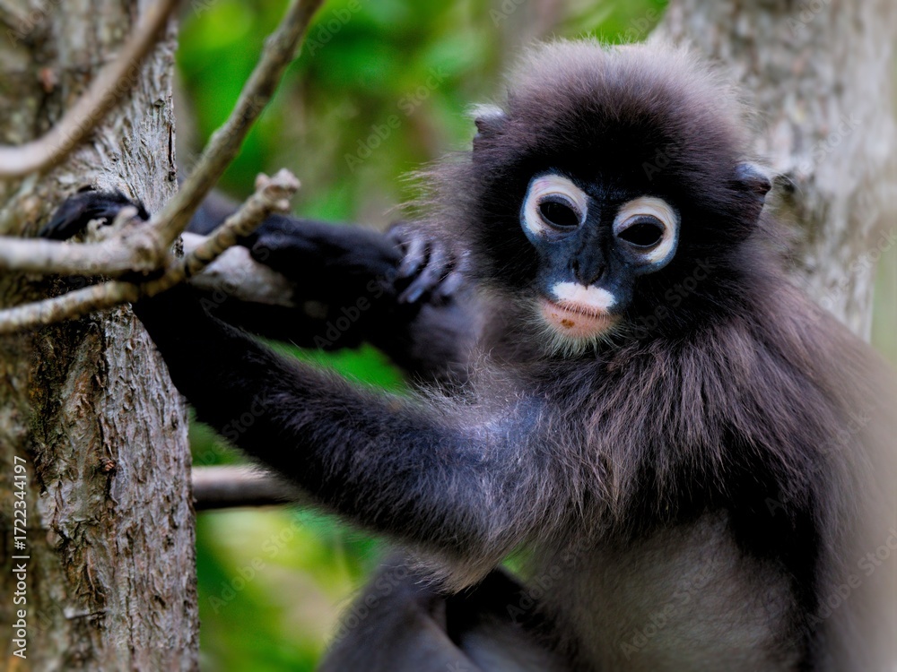 Fototapeta premium A Dusky Leaf Monkey or Spectacled Langur with its striking white eye rings and pinkish muzzle perched on a branch at Kaeng Krachan Thailand