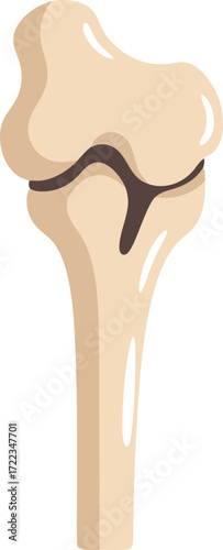 A clear anatomical illustration of the human femur bone (thigh bone), highlighting the head, shaft, and articular surface