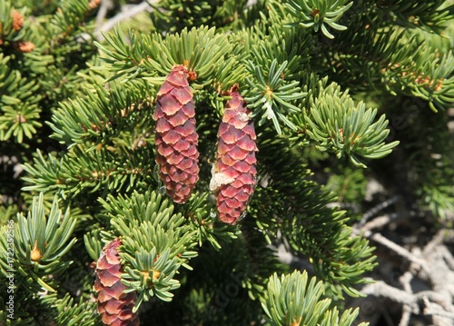 Engelmann Spruce (Picea engelmannii) cones in Beartooth Mountains, Montana