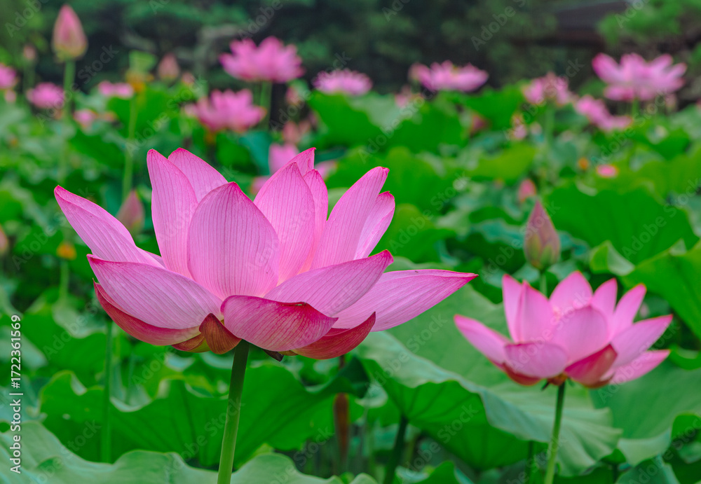 Obraz premium 古代ハスの花3ー94