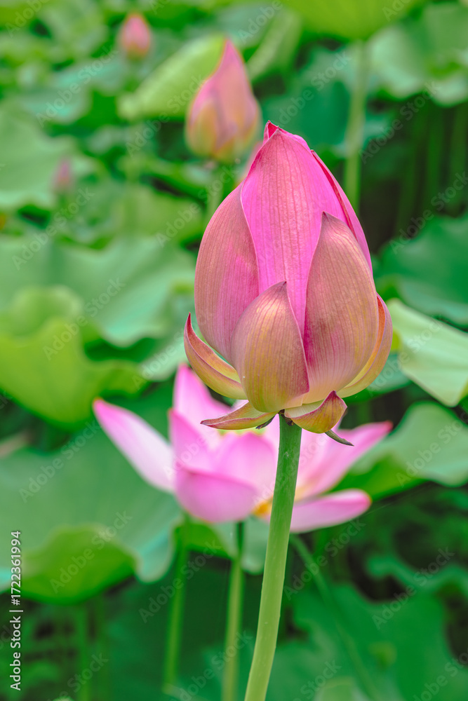 Obraz premium 古代ハスの花3ー36