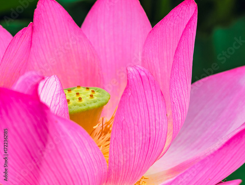 古代ハスの花3ー16