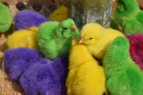 Photo of a group of colored chicks.