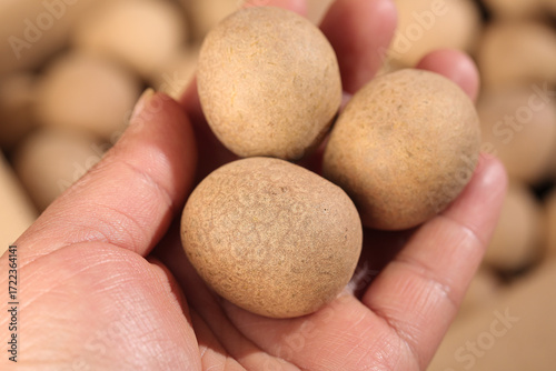Fresh Longan Fruits Held in Hand - Tropical Asian Fruit Close-up Detail