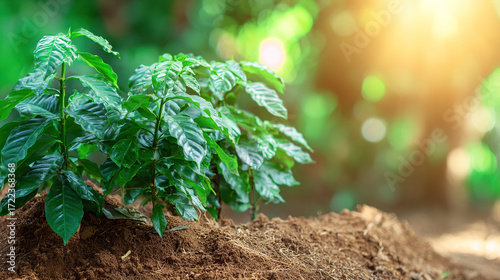 seedling. Coffee plant seedlings thrive in nature, showcasing vibrant green tones under soft natural light. gardening catalogs, home-decor guides, designed for gardening and botanical catalogs.