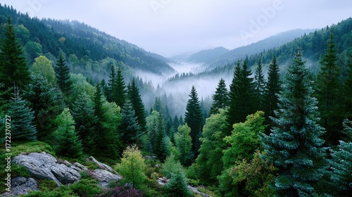 Misty Mountain Forest with Dense Green Pine Trees in Foggy Weather Background Landscape Scenery