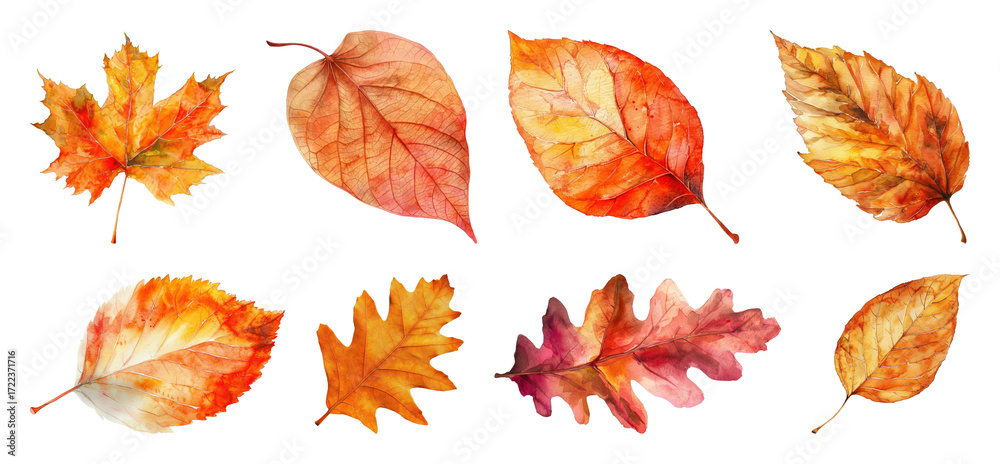 Fototapeta premium PNG Vibrant watercolor autumn leaves collection, element set on transparent background