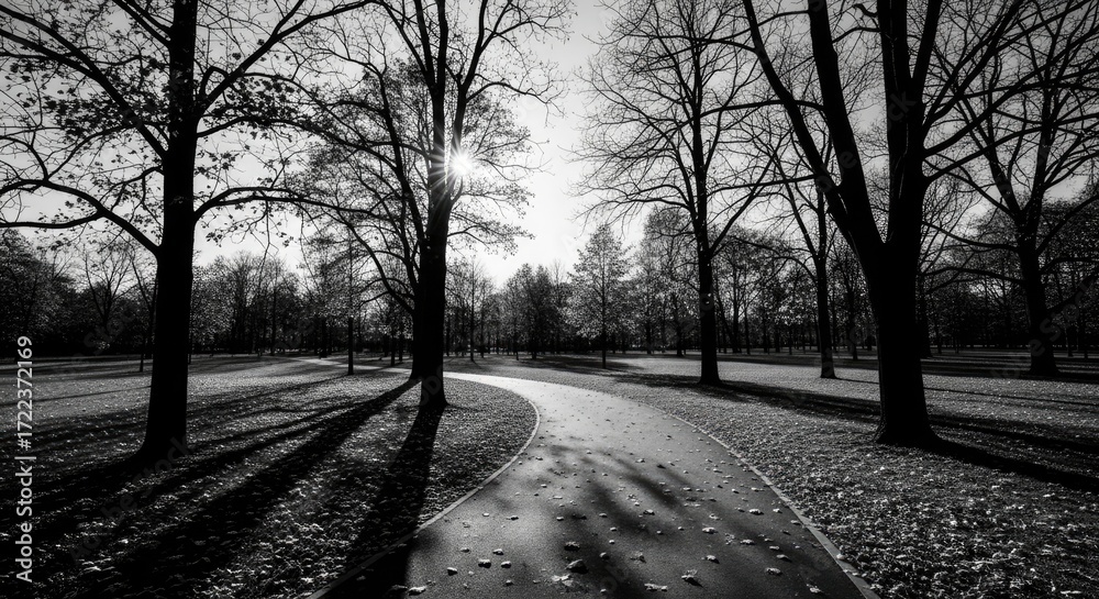 Fototapeta premium Black and white park path winding through bare trees on a sunny day.