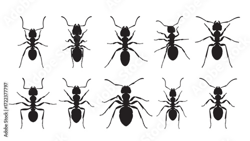  ants silhouette white background