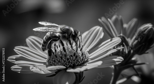 Close-up black and white photograph of a bee on a flower.