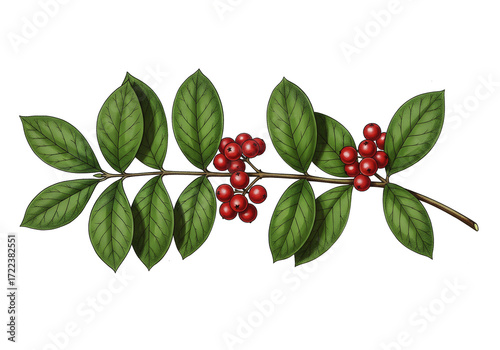 Detailed botanical illustration of a branch with glossy green leaves and vibrant red berries against a plain white background; art style, nature, drawing.