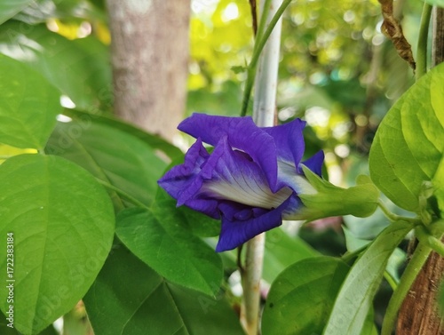 Blue butterfly pea flowers in the garden 