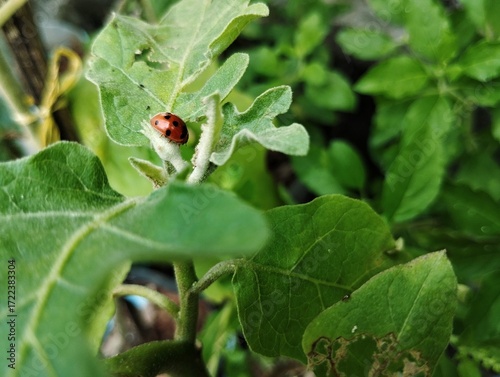 Ladybird on a leaf