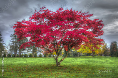 Tree with red leaves in a large park with very green grass on a cloudy day and bushes in the background, landscapes of Surrey, Canada, in high dynamic range photography.